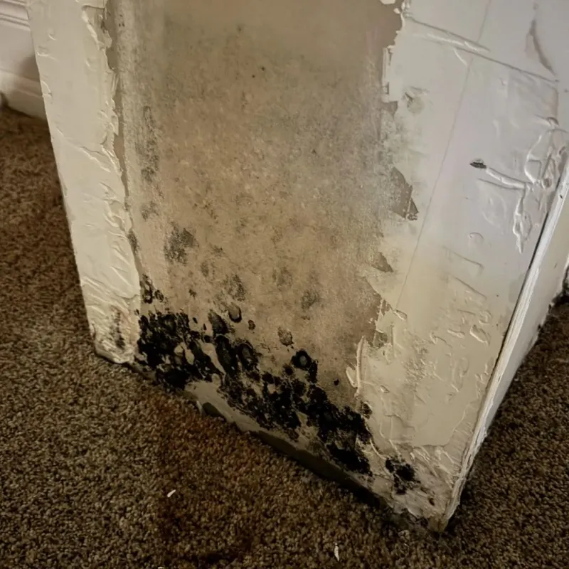 Professional Mold Removal in Bellmead, TX